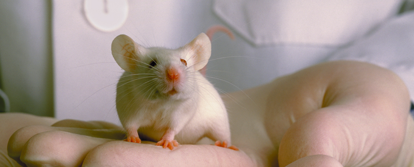 Discovery in Mice Could Help Reduce Hereditary Stress in Humans NPRC