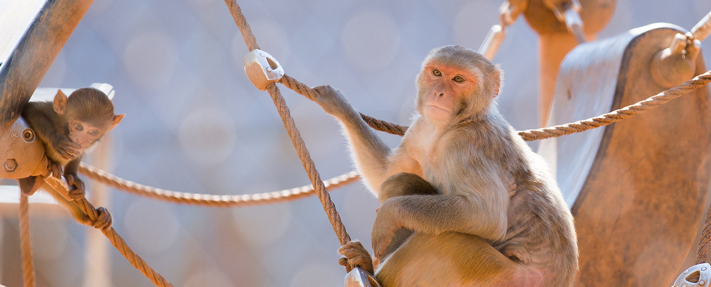 The Monkeys Behind COVID-19 Vaccines - NPRC